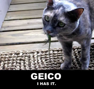 cat_geico.jpg