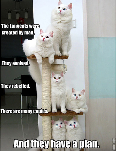 longcats.jpg