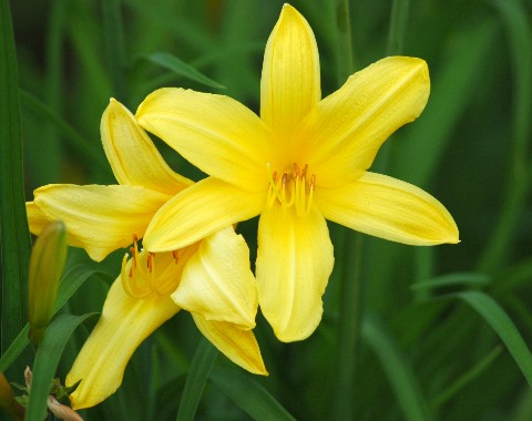 yellowlilly.jpg